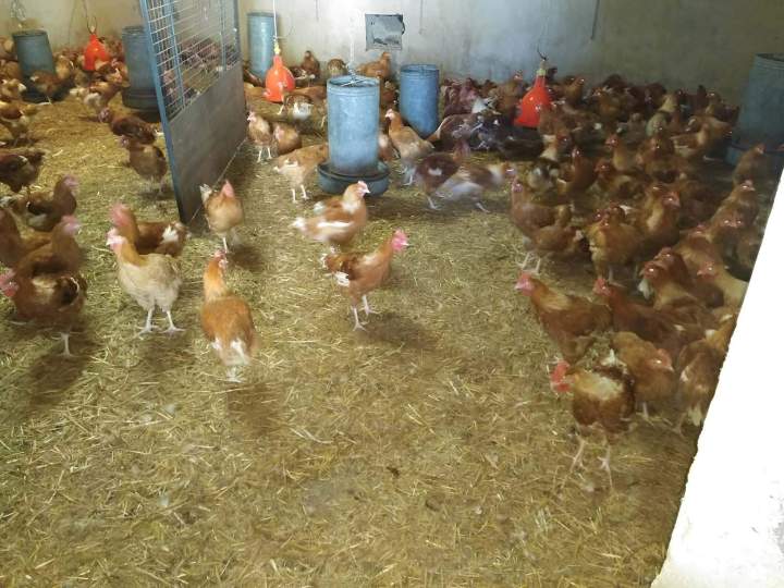 Ferme avicole Flins-sur-Seine