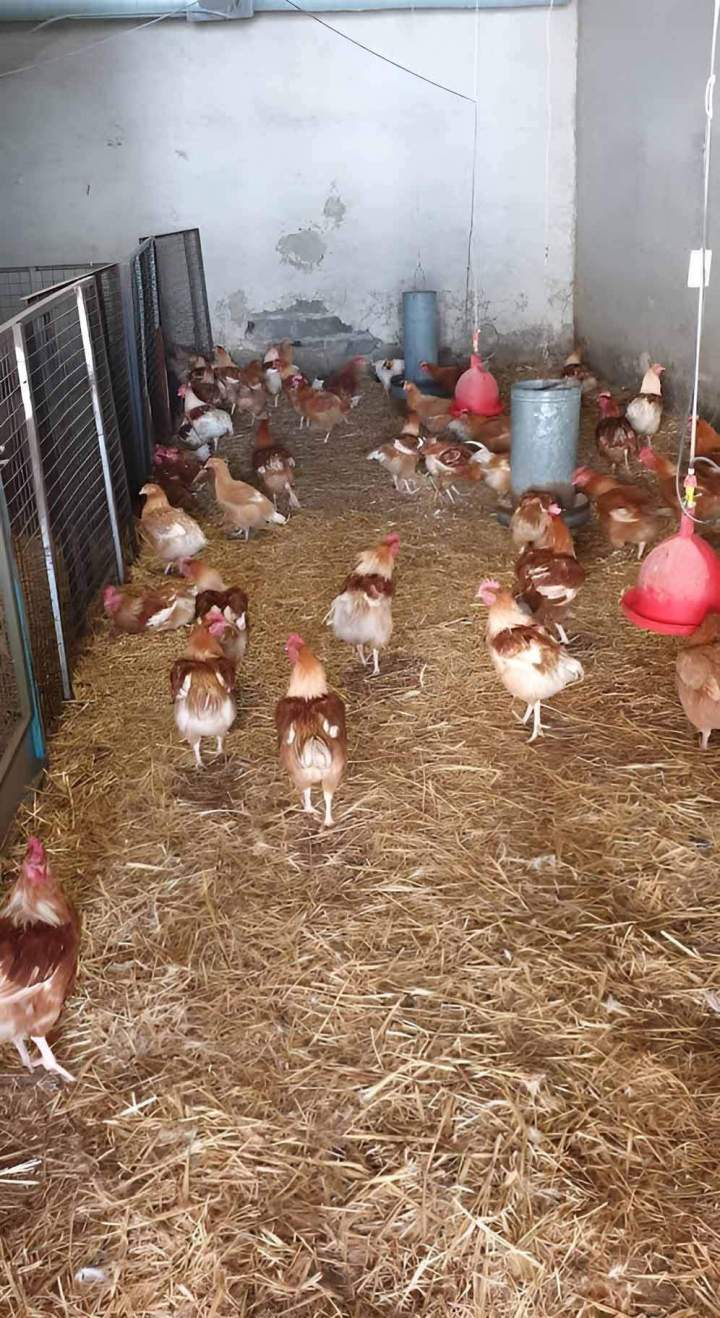 Élevage de poules rouges Flins-sur-Seine