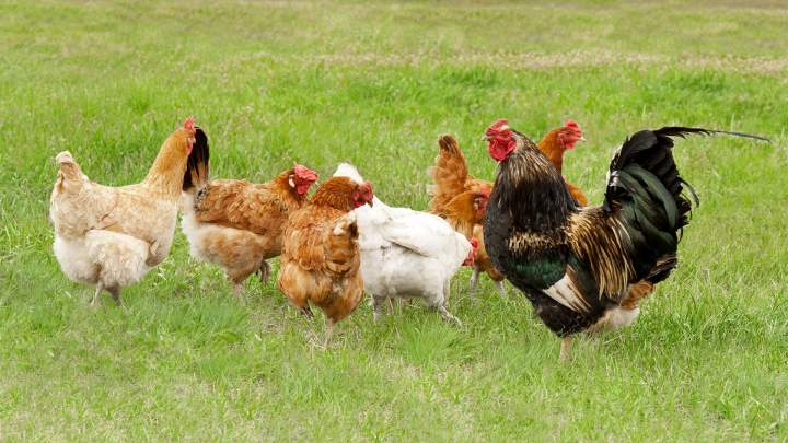 Elevage volaille en plein air Flins-sur-Seine
