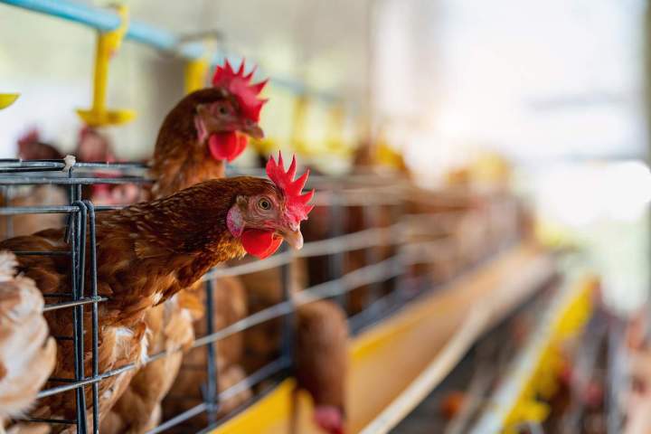 Un savoir-faire unique pour des volailles saines