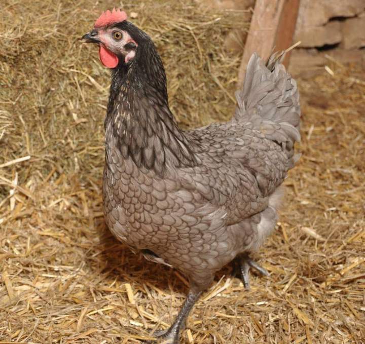 Ferme de volailles Flins-sur-Seine
