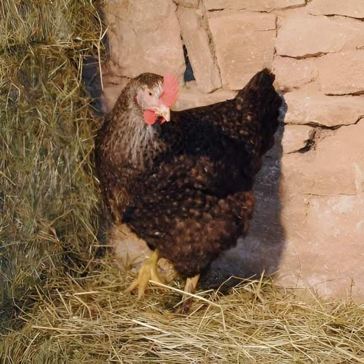 Élevage de poulet Flins-sur-Seine