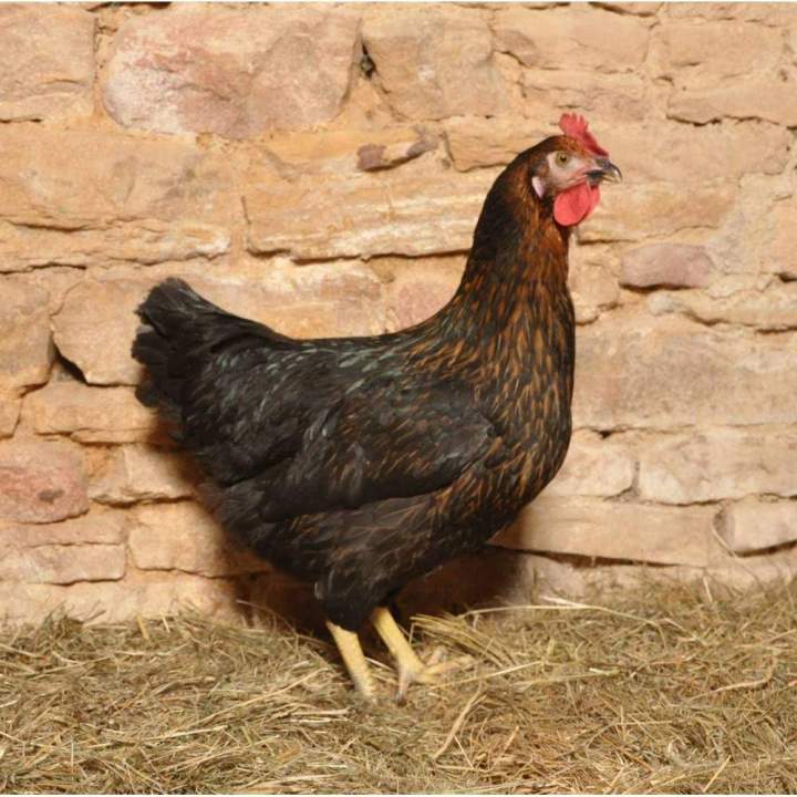 Élevage volaille Flins-sur-Seine