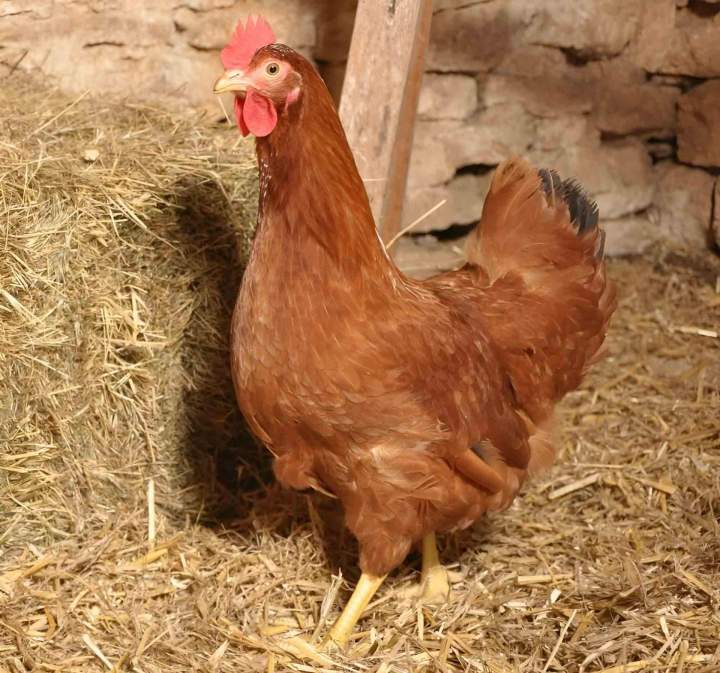 Elevage poule rouge Flins-sur-Seine