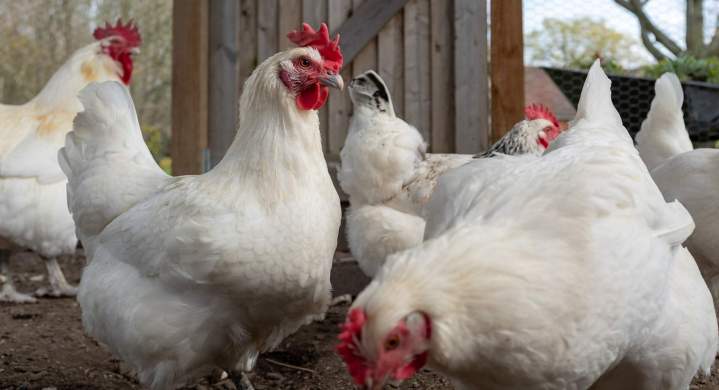 Élevage volaille Flins-sur-Seine