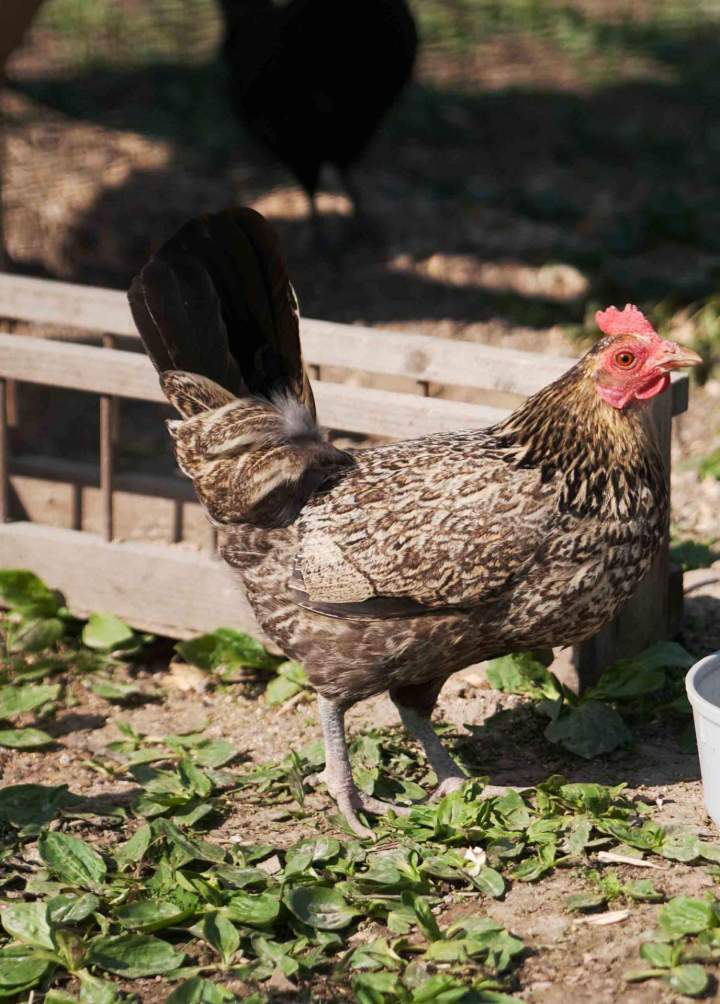 Élevage de volailles en plein air Flins-sur-Seine