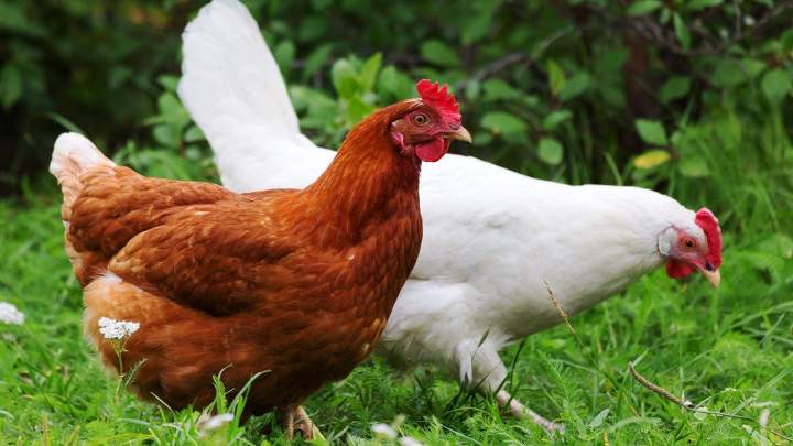 Élevage de poules rouges Flins-sur-Seine