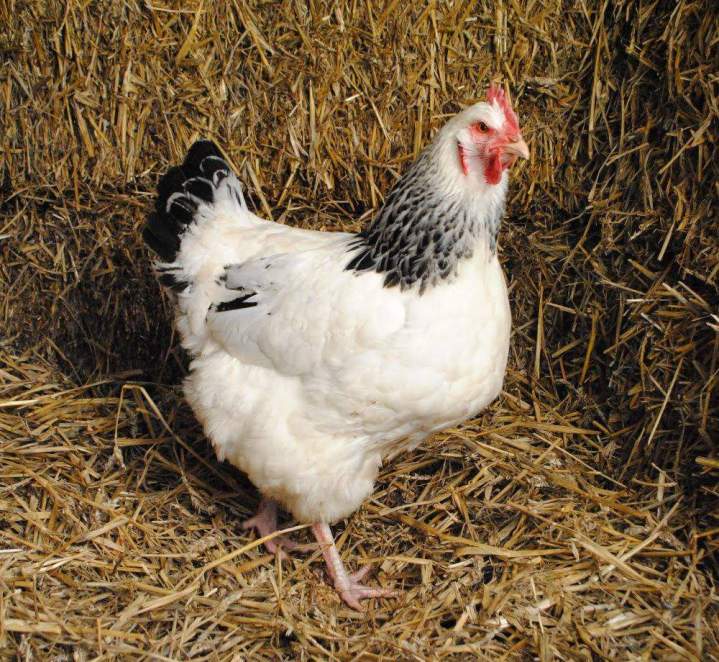 Poule fermière Flins-sur-Seine