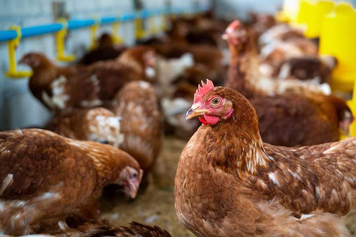 Découvrez en images la qualité de nos volailles.